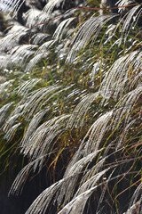 ススキの風景