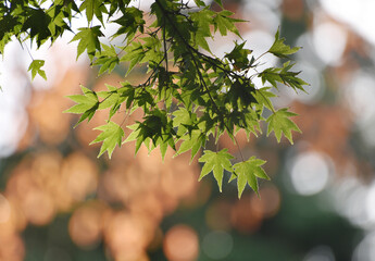 秋の青紅葉