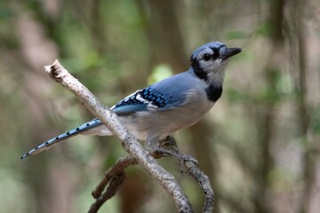 Blue Jay