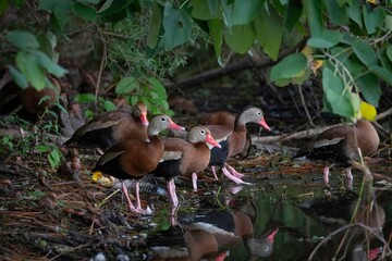 Black-bellied Whistling Duck