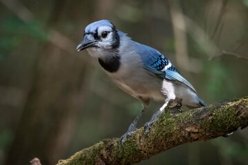 Blue Jay
