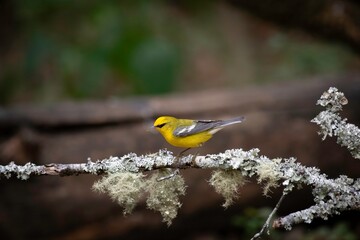 Blue-winged Warbler