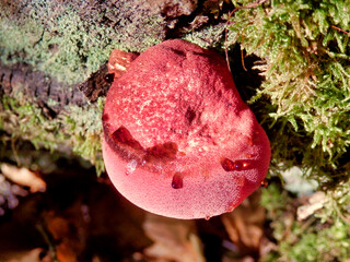 Beefsteak or Ox-tongue fungus aka Fistulina hepatica just emerging from an oak tree stump. As can...