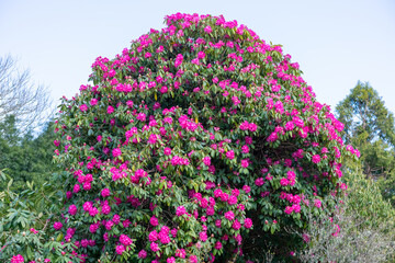 Fototapeta premium Pink Rhododendron flowers in bloom