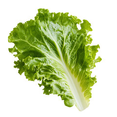 a leaf of lettuce white background isolated