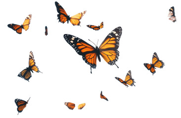 Flying plain tiger butterflies butterfly invertebrate monarch. 