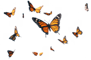 Flying plain tiger butterflies butterfly invertebrate monarch.
