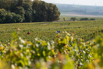 Seasonal workers harvesting ripe chardonnay wine grapes on Cote des Blancs, harvest on green grand cru vineyards near Oger and Mesnil-sur-Oger,  Champagne, France © barmalini