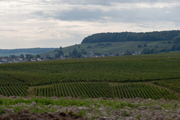 Landscape with green grand cru vineyards near Cramant and Avize, region Champagne, France. Cultivation of white chardonnay wine grape on chalky soils of Cote des Blancs