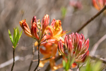 Orange Rhododendron flowers emerging into bloom