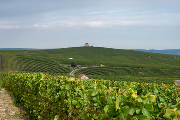 Landscape with green grand cru vineyards near Cramant and Avize, region Champagne, France....