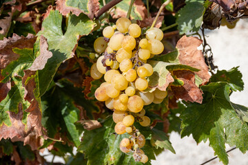 Harvest on famous sherry wines grape vineyards in Andalusia, Spain, sweet pedro ximenez or muscat,...