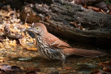 Brown Thrasher