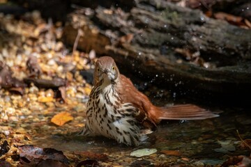 Brown Thrasher