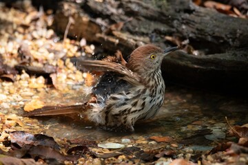 Brown Thrasher