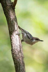 Brown Nuthatch