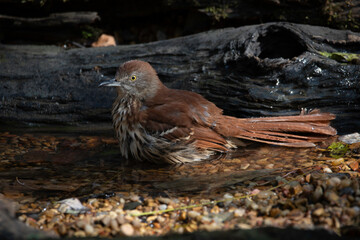 Brown Thrasher