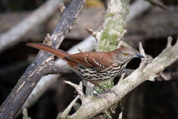 Brown Thrasher