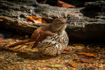 Brown Thrasher