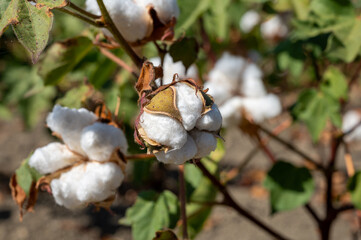 Organic cotton plants field with white open buds ready to harvest near Sevilla, Cordoba, Andalusia,...
