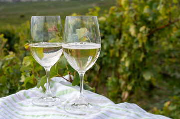 Tasting of grand cru sparkling brut white wine champagne on sunny vineyards of Cote des Blancs near village Cramant and Avize, Champagne, France