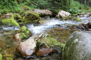 stream in the forest