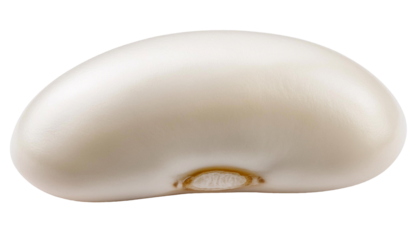 Single white bean isolated on transparent background representing healthy eating