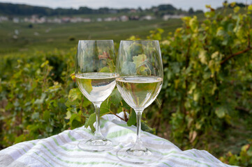 Tasting of grand cru sparkling brut white wine champagne on sunny vineyards of Cote des Blancs near village Cramant and Avize, Champagne, France