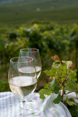 Tasting of grand cru sparkling brut white wine champagne on sunny vineyards of Cote des Blancs near village Cramant and Avize, Champagne, France
