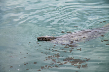 Fototapeta premium Grey Seal Halichoerus grypus swimming through oil polluted sea.