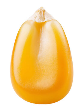Single corn kernel isolated on transparent background