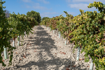 Naklejka premium Landscape with famous sherry wines grape vineyards in Andalusia, Spain, sweet pedro ximenez or muscat, or palomino grape plants, used for production of jerez, sherry sweet and dry wines
