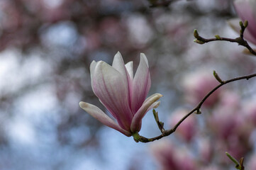 Magnolia soulangeana also called saucer magnolia flowering springtime tree with beautiful pink white flower on branches