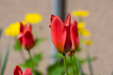 Bright red and yellow color country Darwin tulips in bloom, bouquet of springtime flowering plants...