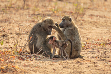 Two female Chacma baboons (Papio ursinus) grooming