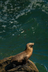 Fototapeta premium sea lion sunbathing on a rock