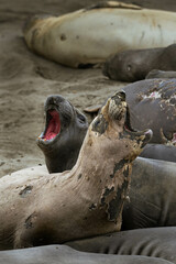 two seals open their mouth to roar on a california beach