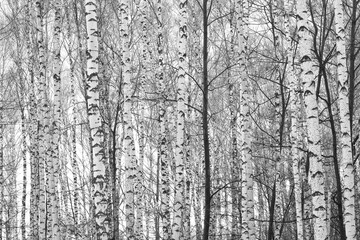 Fototapeta premium black-and-white photo with white birches