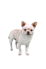 chihuahua dog  isolated on transparent background