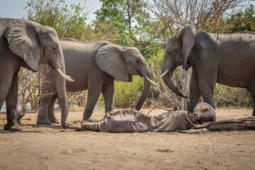 Three African elephants (Loxodonta africana) mourn over the corpse of a deceased relative