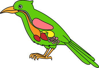  bird anatomy vector illustration isolated on white background