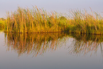 Long reed stems reflect in the still water of a small river in the Okavango Delta at sunrise, Moremi Game Reserve Botswana