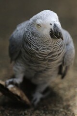 Grey parrot