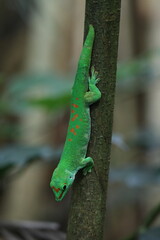lizard on a tree