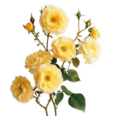yellow climbing rose with a plain white background