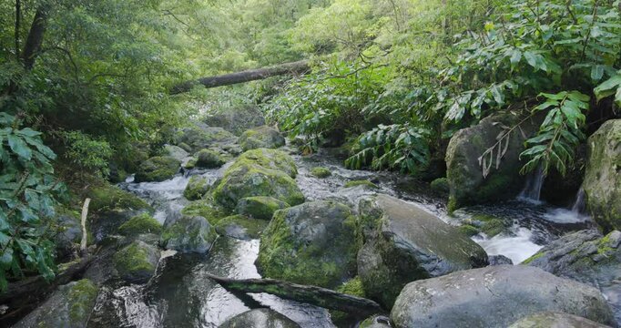 Little river in a dense subtropical forest on the isle of Flores, Azores Portugal