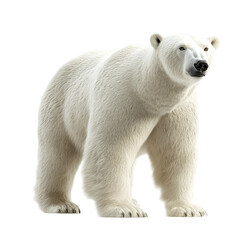a photorealistic polar bear on a white background