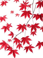 Crimson Japanese Maple leaves against stark white background, red,japanese maple