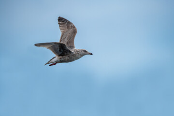 Northern silver gull in blue sky