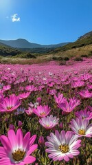 Obraz premium Vibrant pink flowers bloom in a vast field under a clear blue sky in a serene landscape during the day